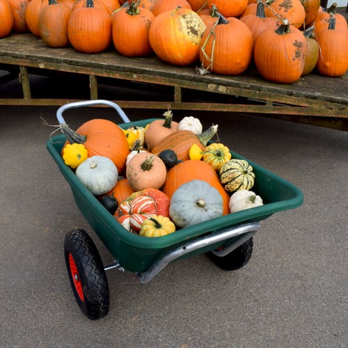Guess the number of pumpkins in the barrow